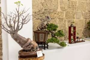 La Embajada de Japón, el Centro Cultural Liriano y el Grupo de Comunicaciones Corripio celebrarán el “Bonsai y Suseiki Fest” del 22 al 23 de marzo en La Vega