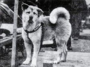 En 1932, la historia de Hachikō se popularizó gracias al antiguo alumno de Ueno, Hirokichi Saito