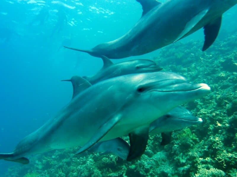 Hamás dice que Israel utilizó delfines ‘asesinos’ para «cazar a sus elementos navales en el mar profundo»
