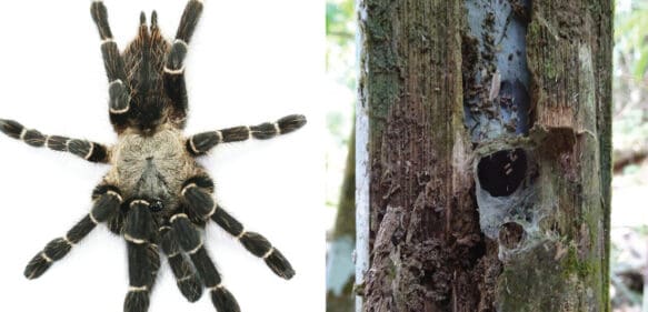 Descubren en Tailandia el primer género de tarántula conocido que vive en tallos de bambú