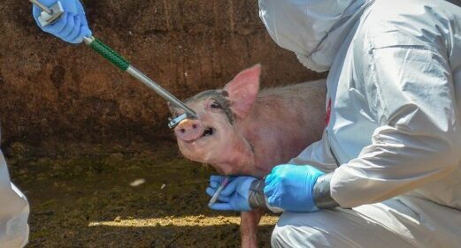 RD logra autosuficiencia tecnológica en detección fiebre porcina africana con resultados en 24 H