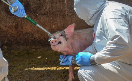 RD logra autosuficiencia tecnológica en detección fiebre porcina africana con resultados en 24 H