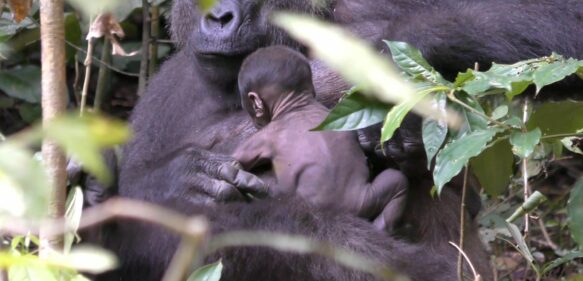 Nace en el Congo una cría de una especie de gorila en peligro de extinción