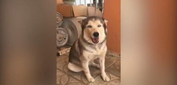 PN recupera perro robado en residencia de Arroyo Hondo