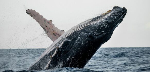 Medio Ambiente inicia temporada de observación de ballenas jorobadas 2022
