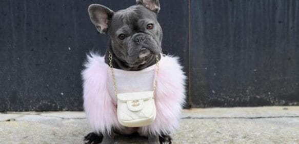 El bulldog francés de los famosos convertido en botín de ladrones