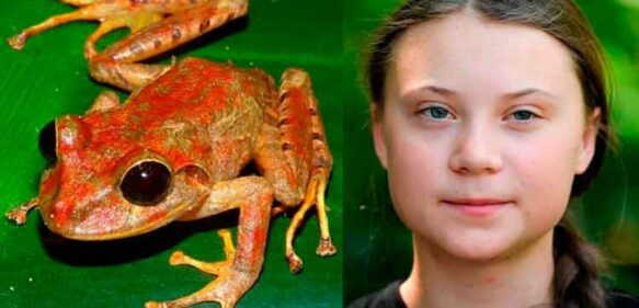 Descubren una nueva especie de rana y la bautizan “Greta Thunberg”