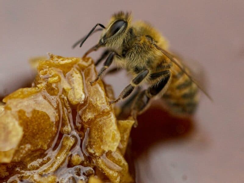 Trece años de severa sequía afectan a las abejas chilenas