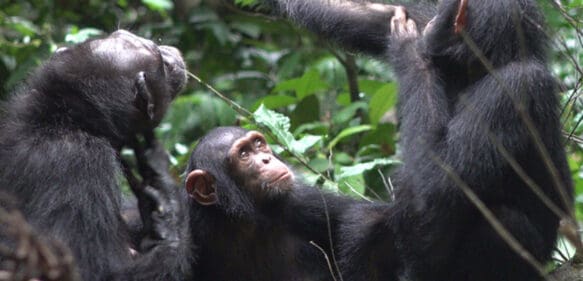 Chimpancés usan insectos como tratamiento para curar las heridas abiertas