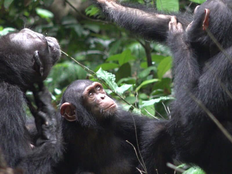 Chimpancés usan insectos como tratamiento para curar las heridas abiertas
