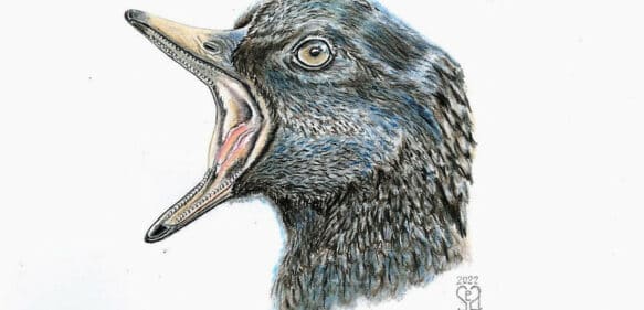 Descubren en China dos especies  de aves de hace 120 millones de años