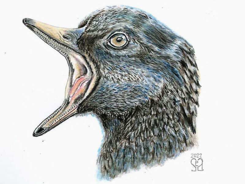 Descubren en China dos especies  de aves de hace 120 millones de años
