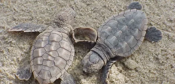 Inteligencia Artificial y conocimiento de indígenas se conjunta para salvar tortugas marinas