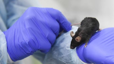 Demuestran en ratones una estrategia para prevenir la leucemia infantil