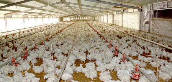 Gobierno y sector avícola unificados en mantener estabilidad precios del pollo