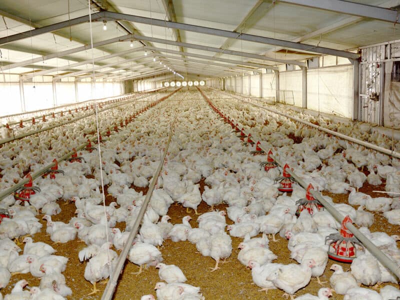 Gobierno y sector avícola unificados en mantener estabilidad precios del pollo