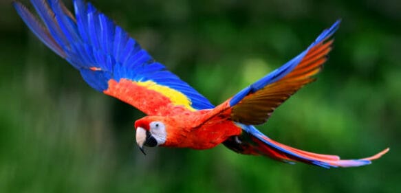 Las aves amazónicas están mutando debido al cambio climático
