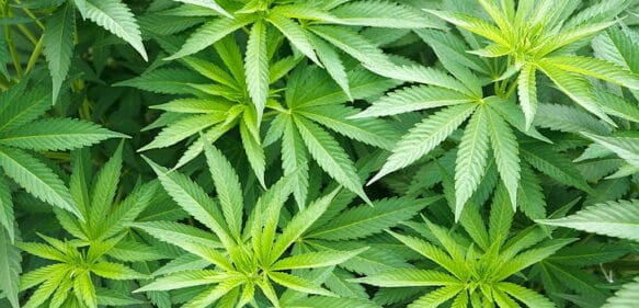 Colombia regula el uso industrial del cannabis para alimentos, bebidas y textiles