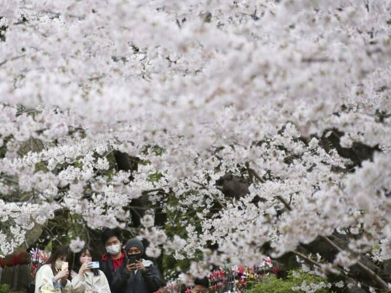 A pesar de COVID, japoneses disfrutan de los cerezos en flor