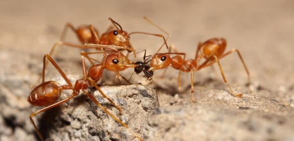 Identifican un “supergén social” que se extiende entre diferentes especies de hormigas rojas