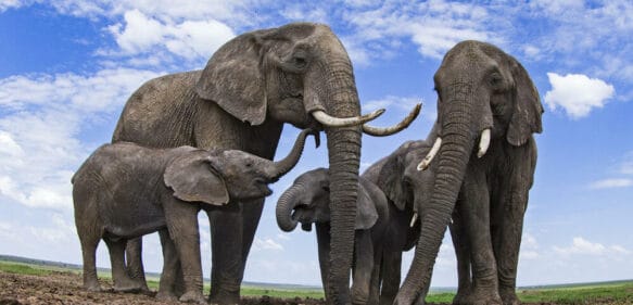 Los elefantes no abandonan a los más viejos; son esenciales para su especie