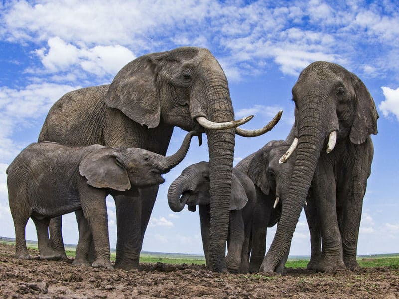 Los elefantes no abandonan a los más viejos; son esenciales para su especie