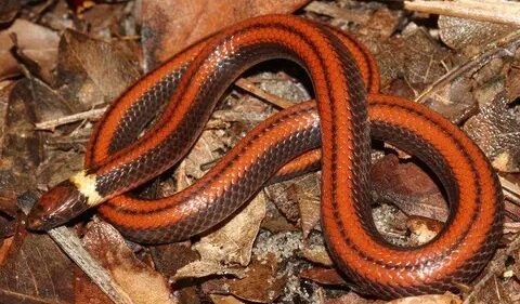 Descubren nueva especie de serpiente subterránea en Paraguay