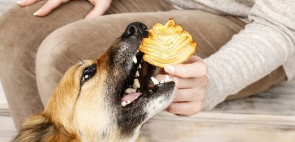 Cinco alimentos que tu perro nunca debe comer