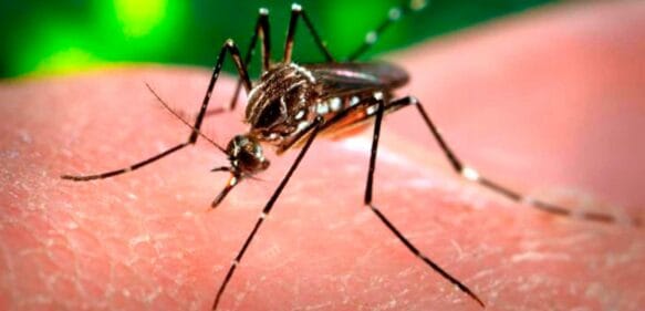 SP: Casos de dengue no es para preocuparse pero tampoco para descuidarse 