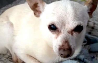 “Tobykeith», es el perro más viejo del mundo