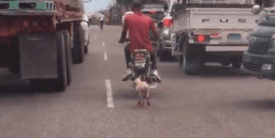 Maltrato animal: Sigue en libertad motorista que arrastró perrito por las calles de Haina