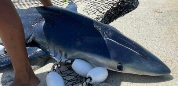 Medio Ambiente rechaza coerción contra capitán de embarcación que provocó muerte de tiburón en Bayahíbe