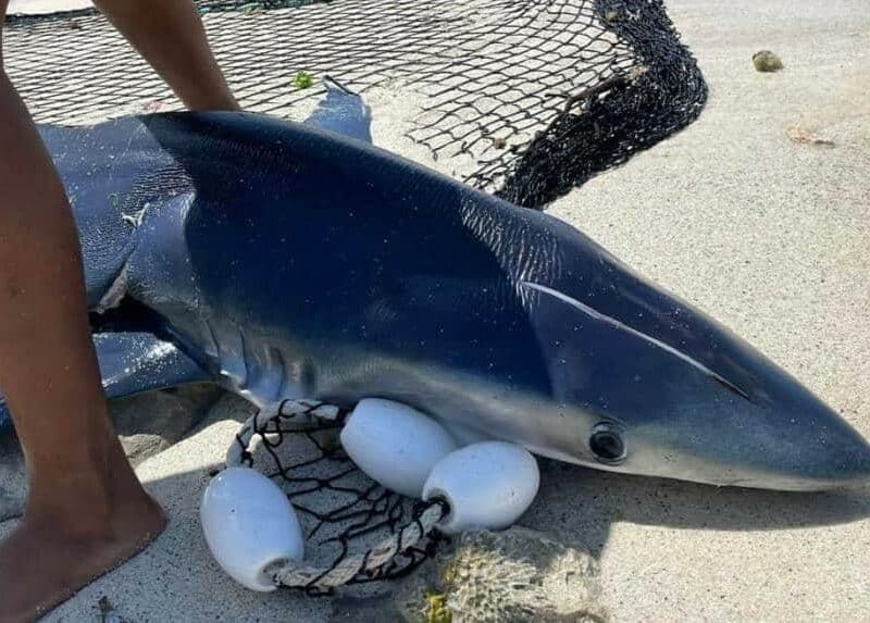 Medio Ambiente rechaza coerción contra capitán de embarcación que provocó muerte de tiburón en Bayahíbe