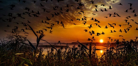 Día Mundial de las Aves Migratorias