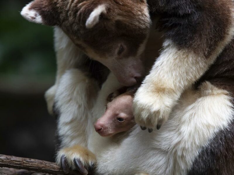 Zoológico del Bronx anuncia el nacimiento de un raro canguro arborícola