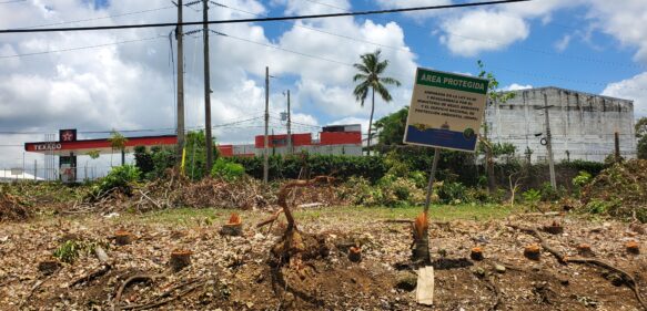 Procuraduría de Medio Ambiente investiga director del Distrito Palmarejo por el corte de cientos de árboles de caoba