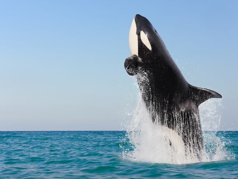 Científicos planean salvar orca perdida en río Sena de Francia; usarán sonidos desde un dron