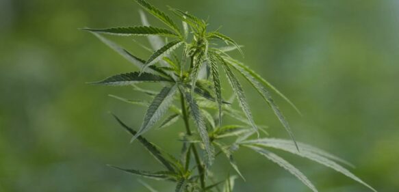 Alemania avanza con plan para legalizar la venta de cannabis