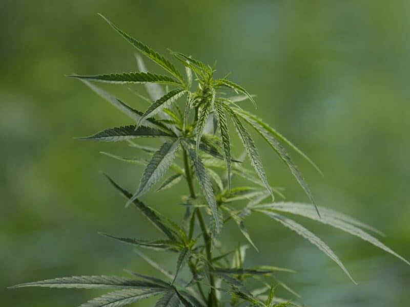 Alemania avanza con plan para legalizar la venta de cannabis