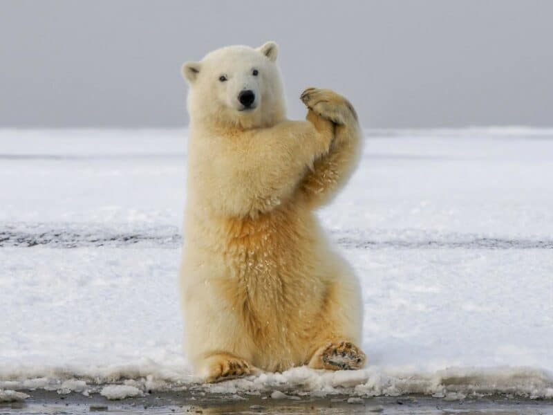 Identifican nueva subespecie de oso polar en Groenlandia que no depende del hielo para subsistir