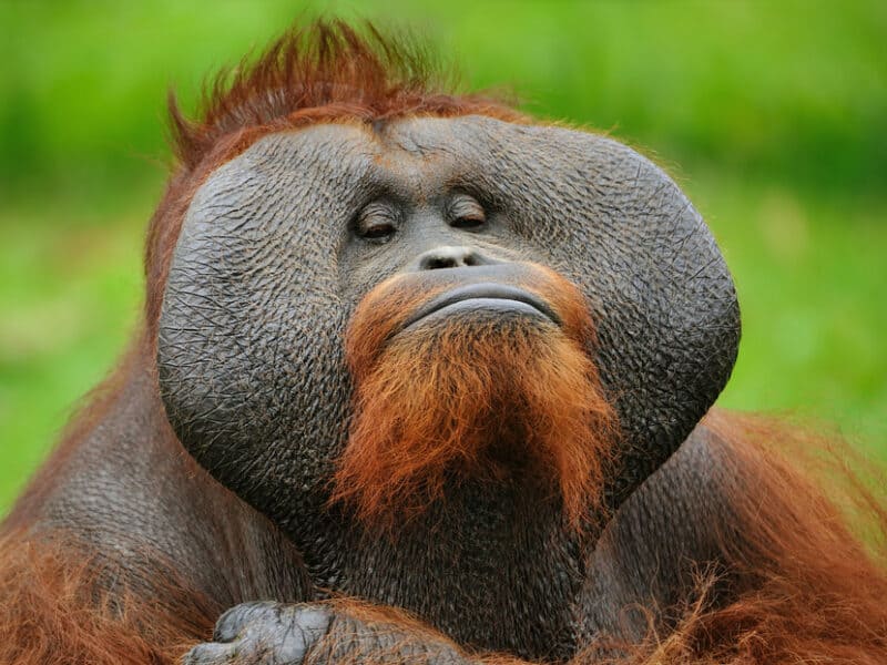 El ataque de un orangután a un hombre en un zoológico muestra el peligro de la enorme fuerza de estos simios