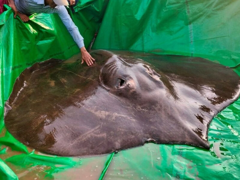 Capturan en Camboya el pez de agua dulce más grande del mundo