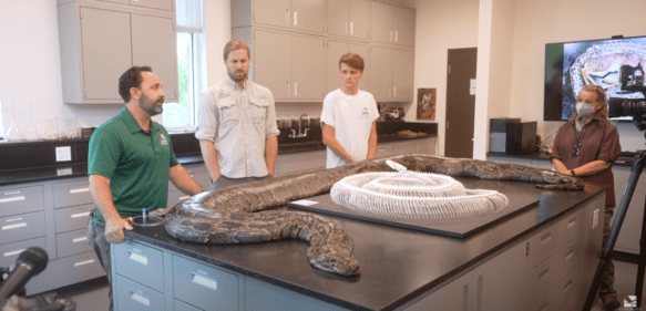 Hallan la pitón más grande jamás vista en Florida con los huesos disueltos de su última presa