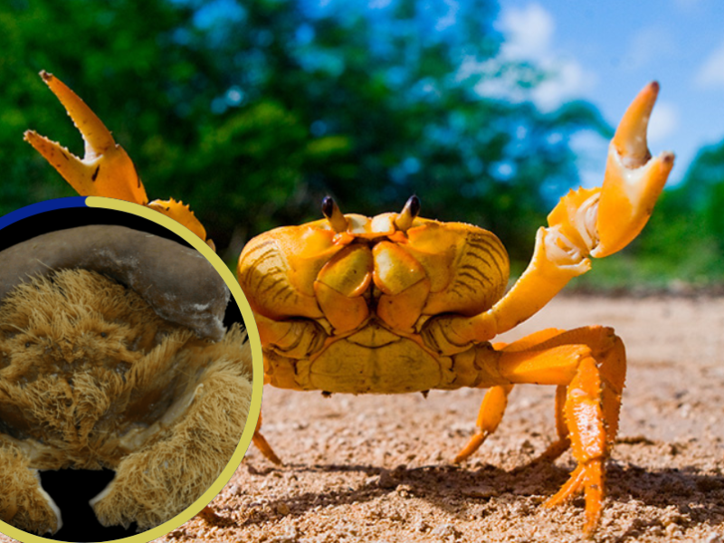 Descubren una nueva especie de ‘cangrejo esponja’ en Australia