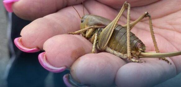 Enjambres de insectos ‘bíblicos’ impulsan a Oregón a luchar contra las plagas