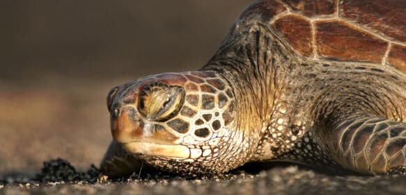 Más de 30 tortugas marinas de una especie amenazada son halladas apuñaladas en una playa japonesa