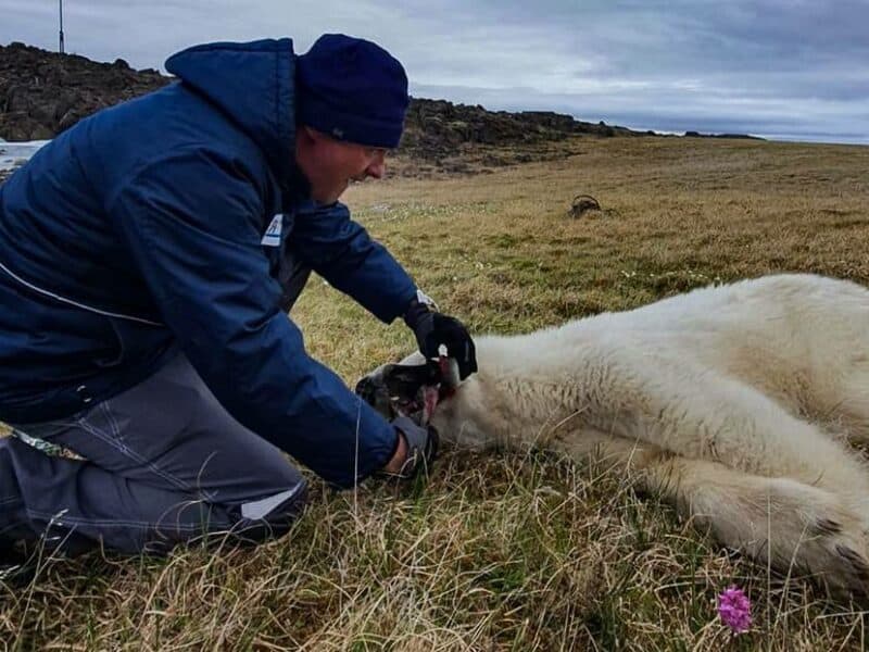 Veterinarios rusos salvan a la osa polar que tenía una lata atorada en la boca