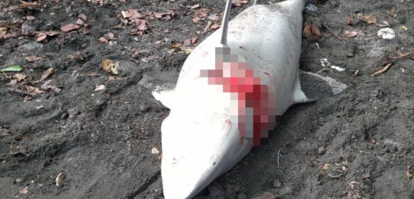 Procuraduría de Medio Ambiente somete a dos hombres por captura y muerte de tiburón blanco en Nizao