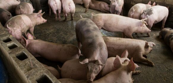 Procuraduría de Medio Ambiente someterá granja porcina de Jamao que persistió en contaminar