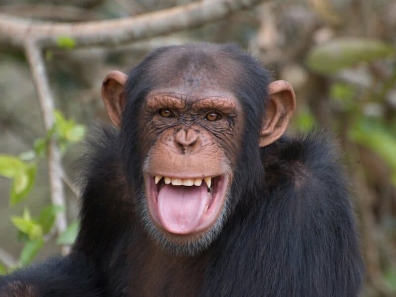 14 de julio: Día Mundial del Chimpancé